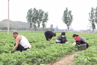 新農(nóng)村致富能手——唐山黨員引領(lǐng)農(nóng)業(yè)培育新路徑