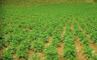 馬鈴薯抱蛋留種技術 高效農業培育的突破