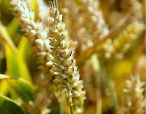 未來農(nóng)業(yè)的6種趨勢(shì) 這才是農(nóng)民向往的事業(yè)