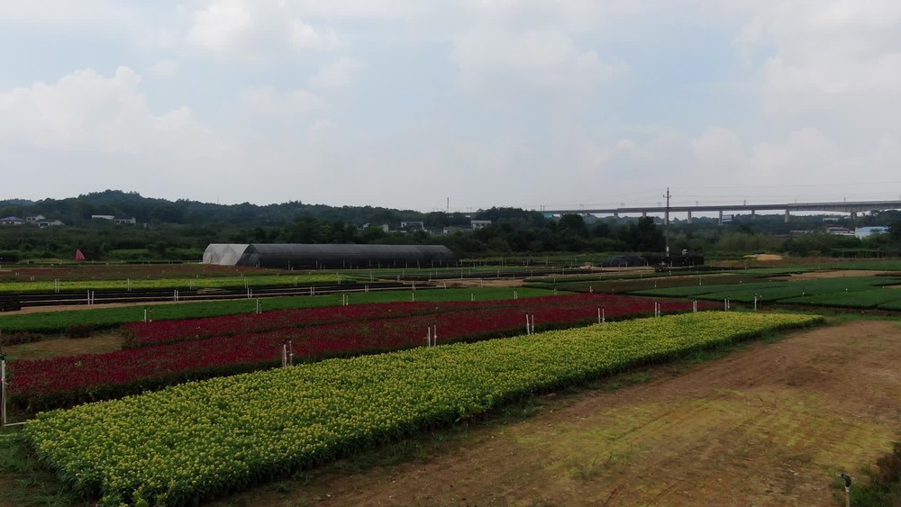 鄉(xiāng)村田園農(nóng)業(yè)種植的現(xiàn)代發(fā)展與價值