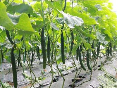 發展種植新型生態農業，他一年就賺了十萬元