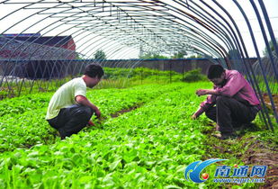 定鼎農(nóng)業(yè) 聚焦農(nóng)業(yè)行情與種養(yǎng)技術(shù)，助力農(nóng)民致富與農(nóng)企發(fā)展