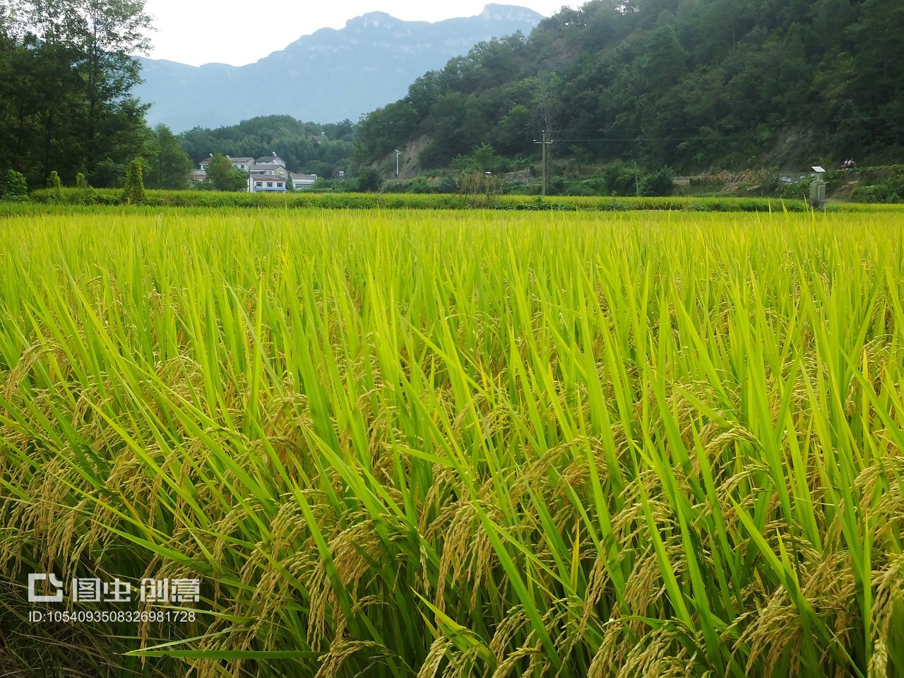 湖北夷陵南埡村 金秋稻浪話豐年，科技興農(nóng)繪新篇