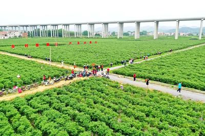 科技引領(lǐng)，智慧農(nóng)業(yè)培育新篇章——△市農(nóng)業(yè)農(nóng)村局推進現(xiàn)代農(nóng)業(yè)發(fā)展紀實