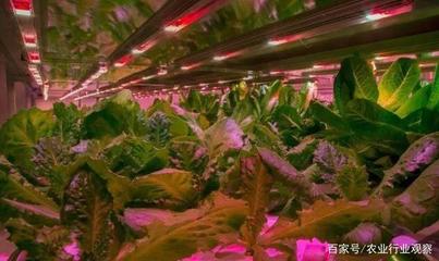 植物工廠 盈利困局中的消費(fèi)趨勢(shì)與未來(lái)價(jià)值
