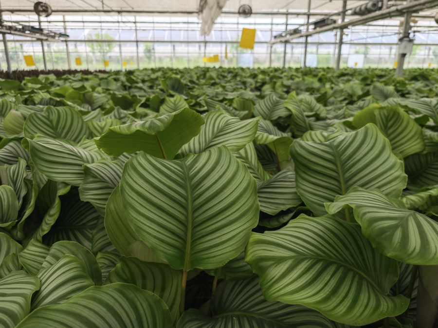 光伏賦能新農(nóng)業(yè) 探秘全年無(wú)休的“植物工廠”