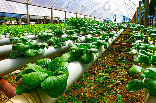 綠色科技，豐饒未來(lái)——農(nóng)業(yè)產(chǎn)品種植技術(shù)公司畫冊(cè)封面模板