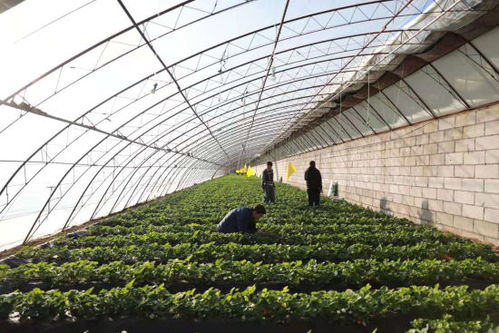 養(yǎng)蚯蚓種草莓 玉泉區(qū)綠色可循環(huán)農(nóng)業(yè)助農(nóng)增收百萬(wàn)