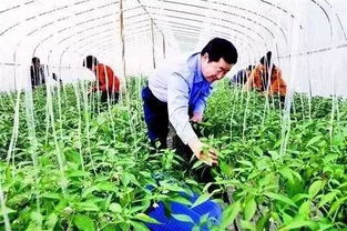 警惕！這6類合作社不僅拿不到補(bǔ)貼，還可能面臨被取締風(fēng)險(xiǎn)