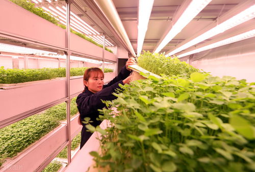 打破食品生產(chǎn)的界限 集裝箱農(nóng)場如何重塑農(nóng)業(yè)培育新模式