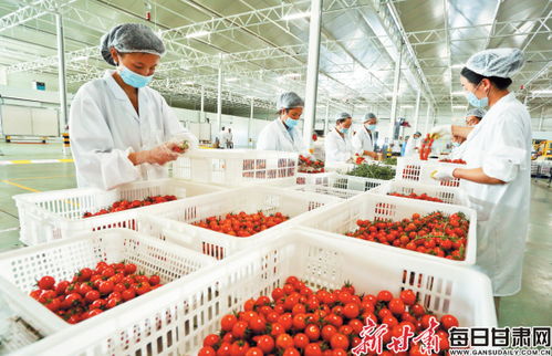 張掖戈壁農(nóng)業(yè) 昔日不毛地，今朝增收田