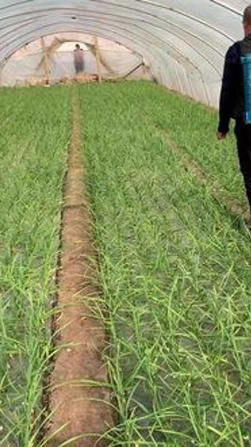 堿性農(nóng)藥與農(nóng)業(yè)種植技術(shù) 種地人如何科學(xué)選擇與應(yīng)用