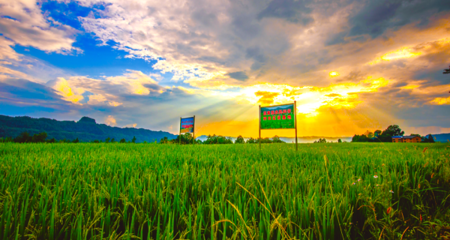 產(chǎn)業(yè)驅(qū)動激發(fā)鄉(xiāng)村振興新活力 四川宣漢農(nóng)業(yè)種植的轉(zhuǎn)型升級之路