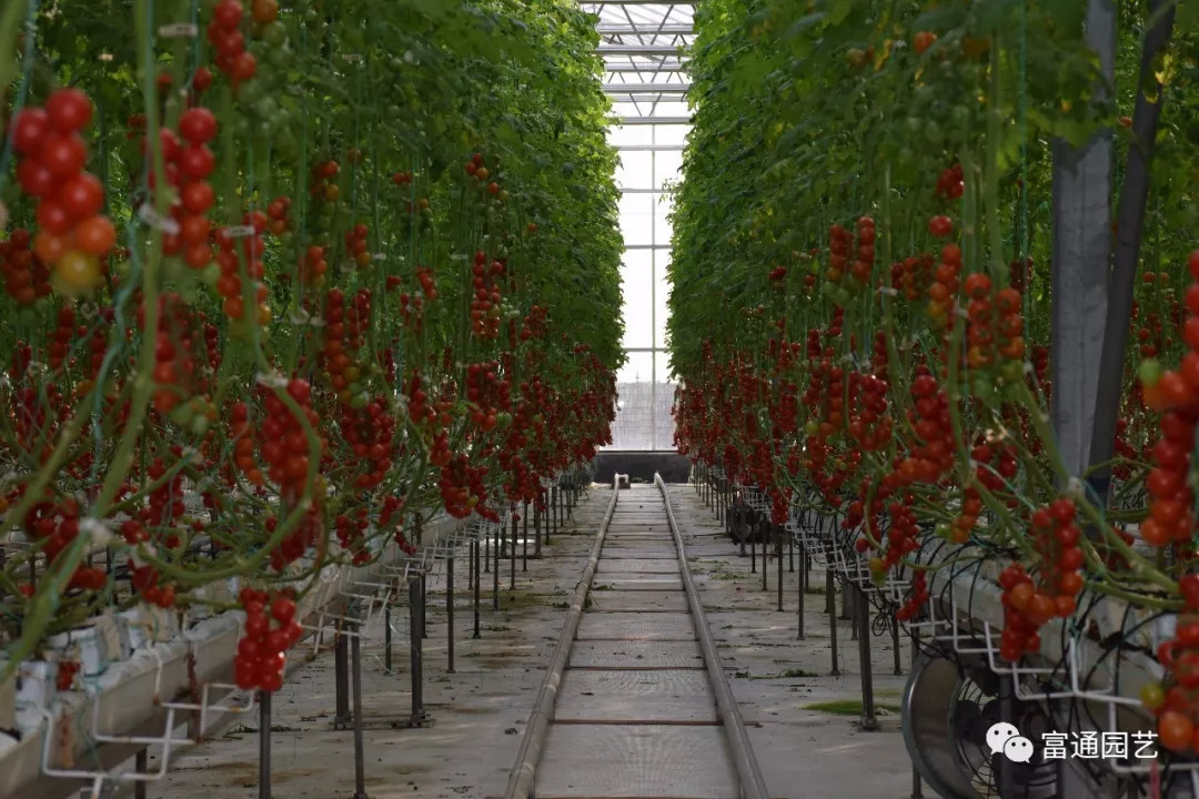 科技引領(lǐng)未來 工業(yè)化蔬菜種植如何領(lǐng)跑現(xiàn)代農(nóng)業(yè)新賽道